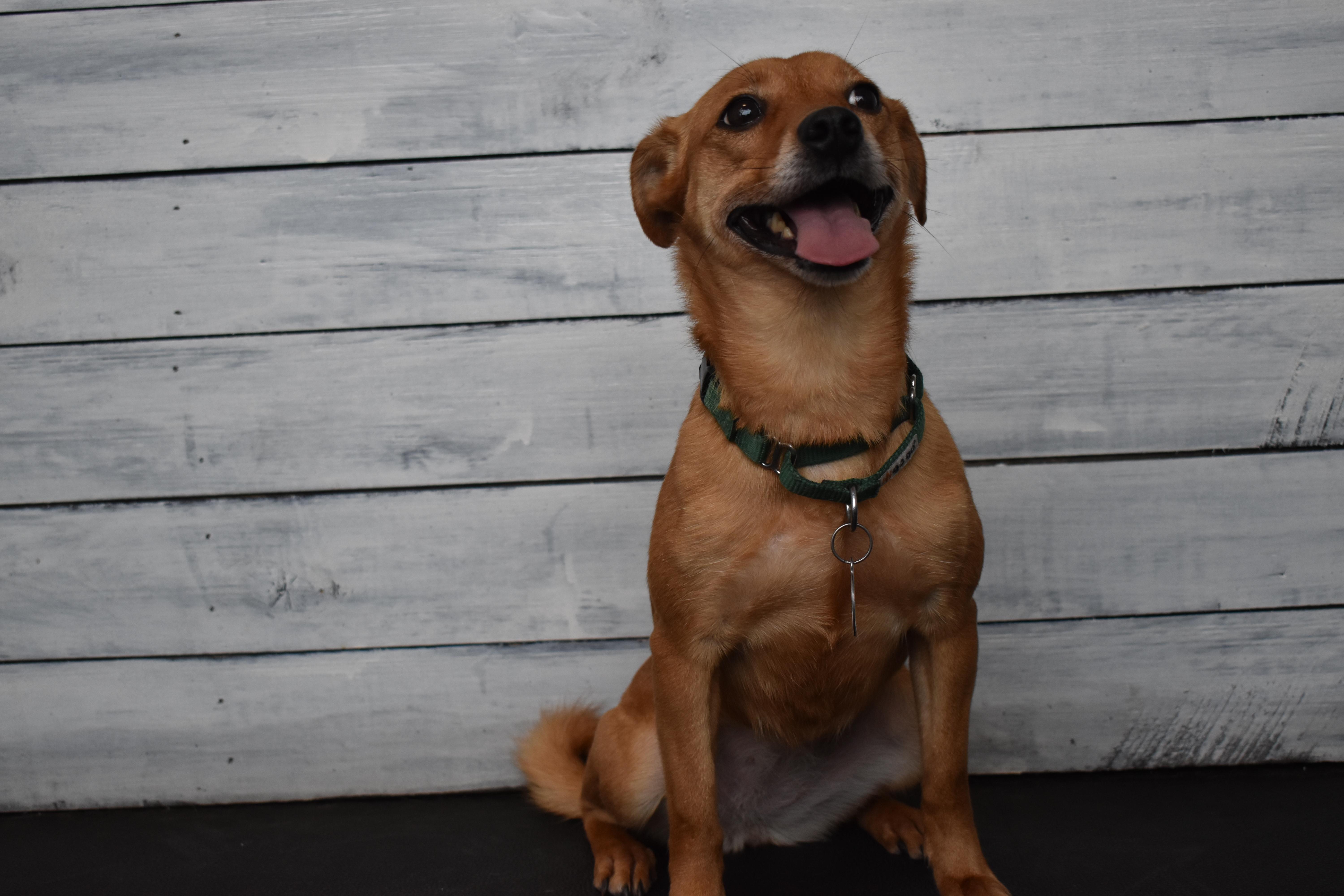 Enlarge Amber, a Adoptable mixed breed in Chicago, IL image 1/6