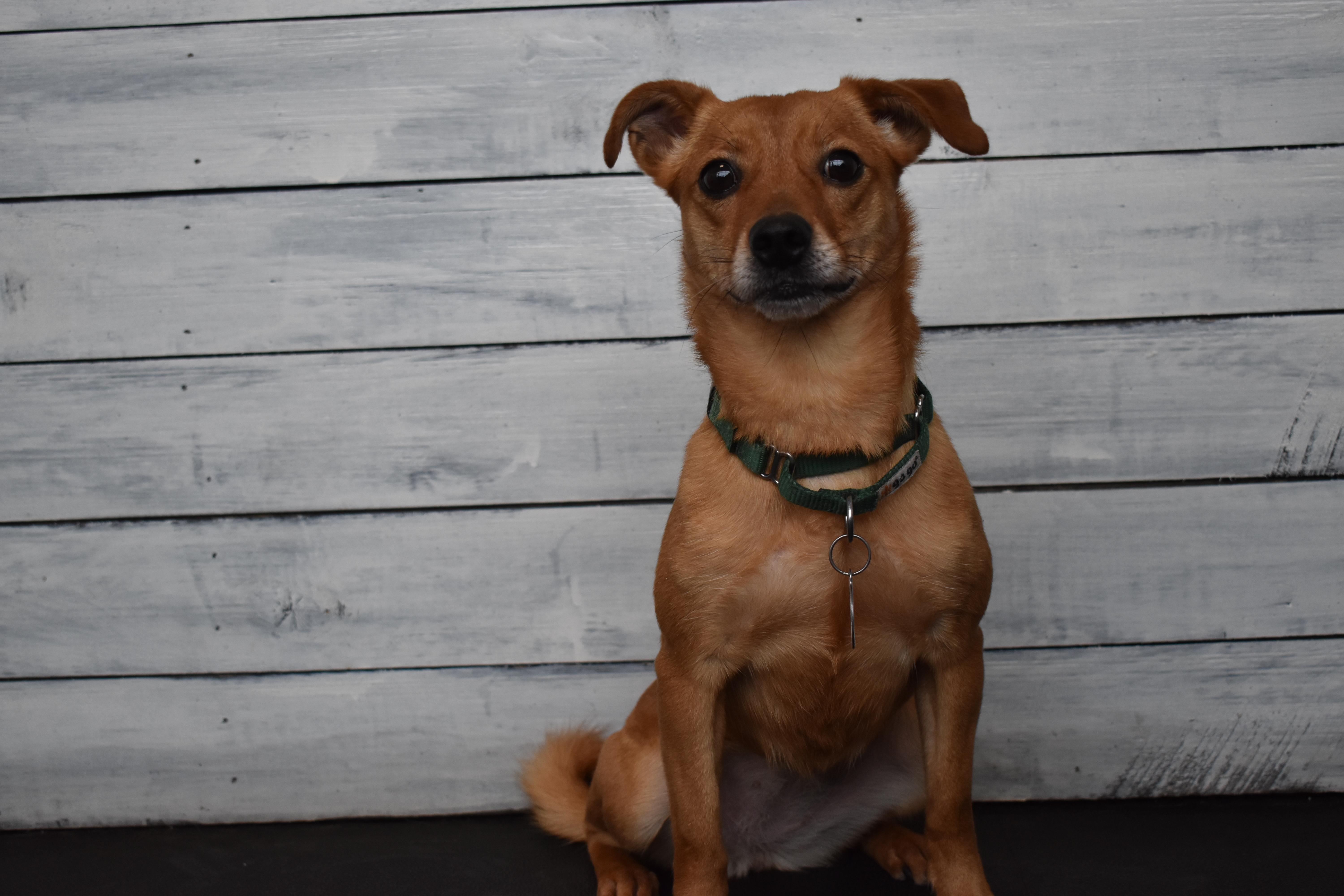 Enlarge Amber, a Adoptable mixed breed in Chicago, IL image 2/6