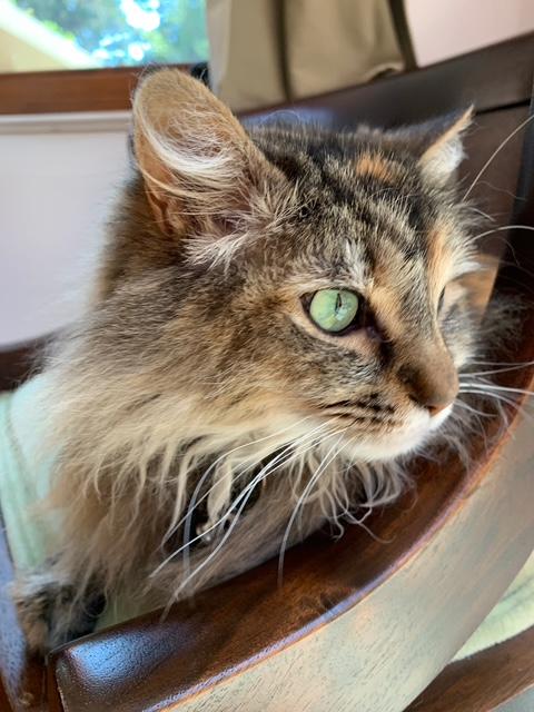 Dot, adopted, Adult Female Maine Coon.