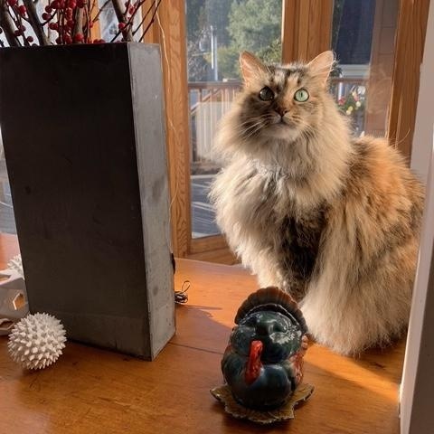 Enlarge Dot, an adopted Maine Coon in Novato, CA image 2/3