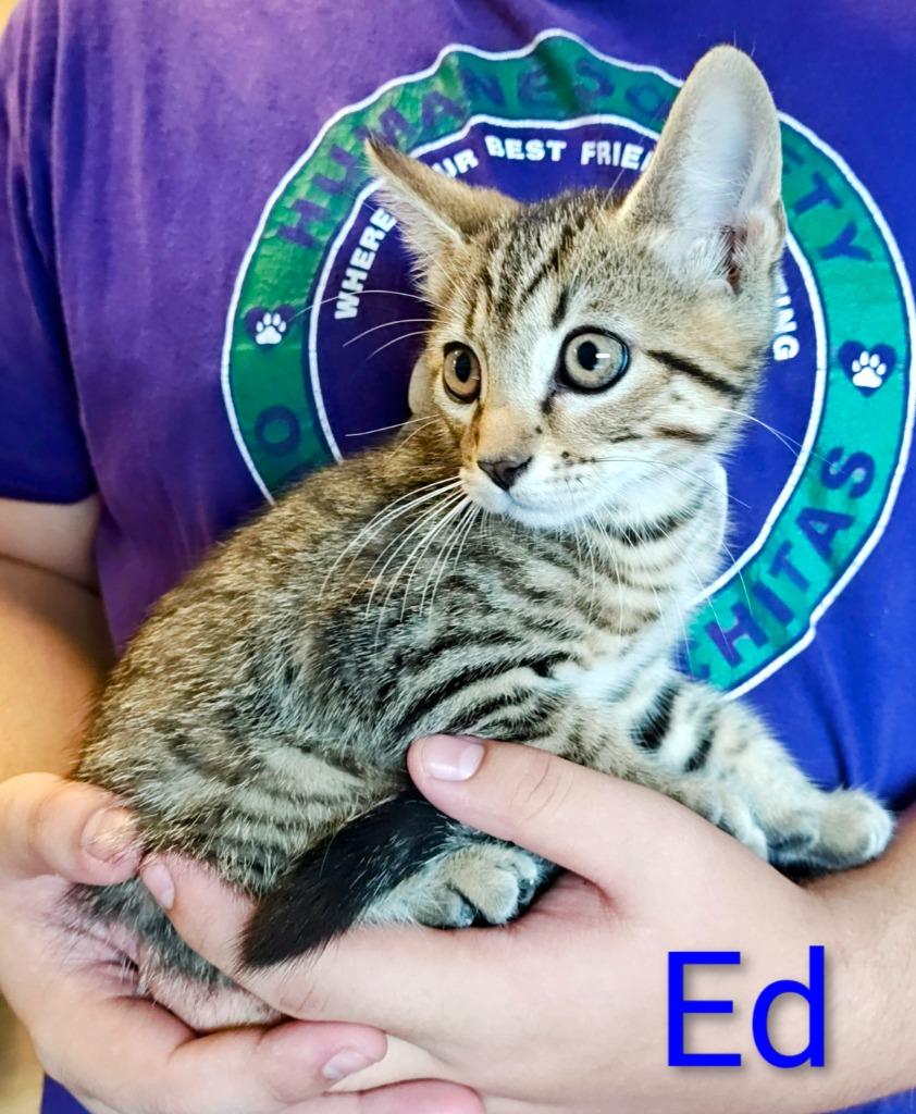 Ed, Adoptable, Kitten Male Domestic Short Hair.