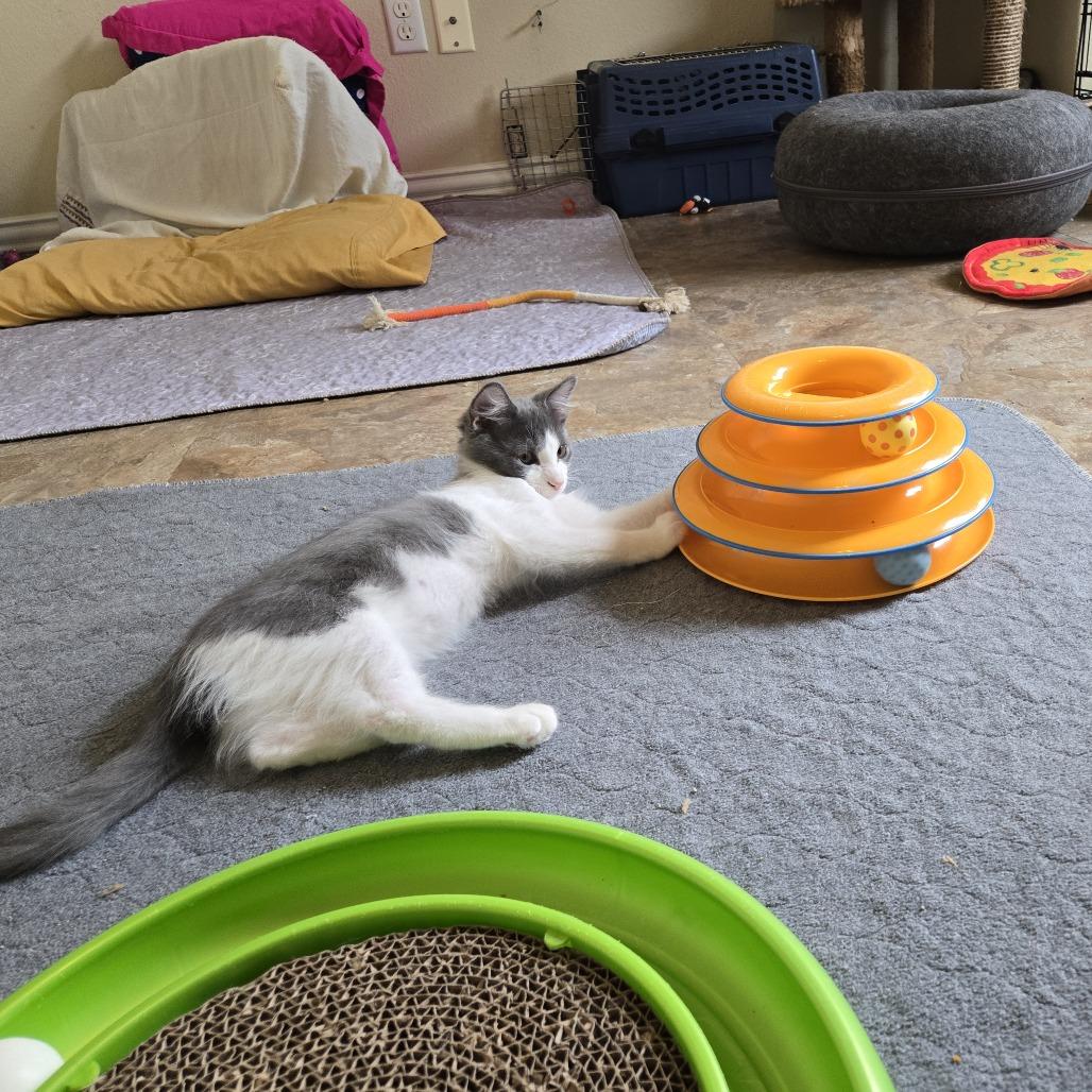 Pandia, Adoptable, Young Female Domestic Short Hair.