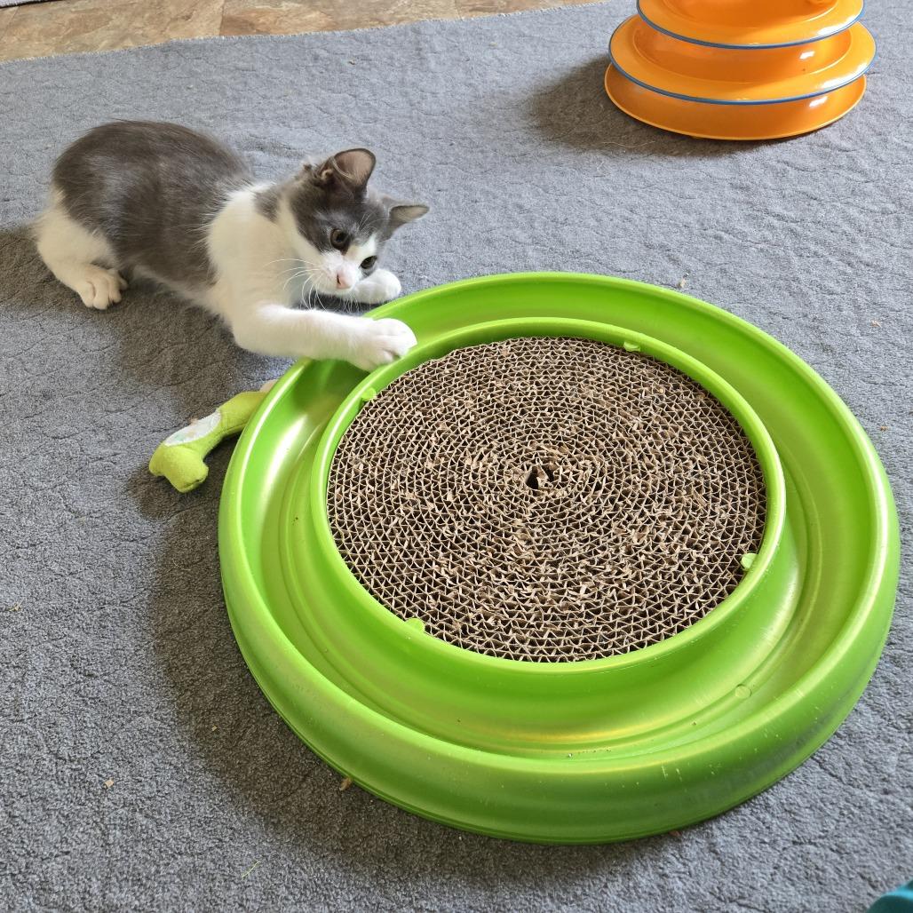 Enlarge Pandia, a Adoptable Domestic Short Hair in Leander, TX image 2/6