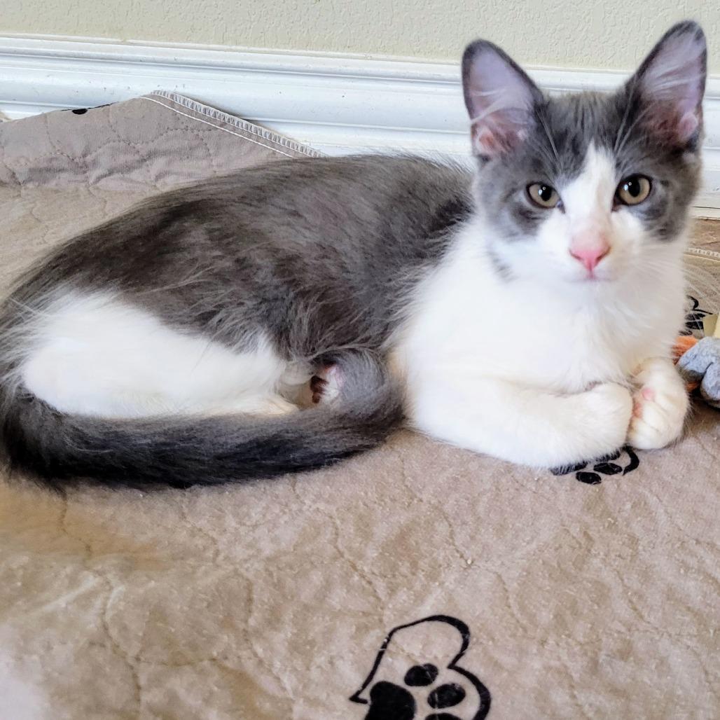 Enlarge Pandia, a Adoptable Domestic Short Hair in Leander, TX image 3/6