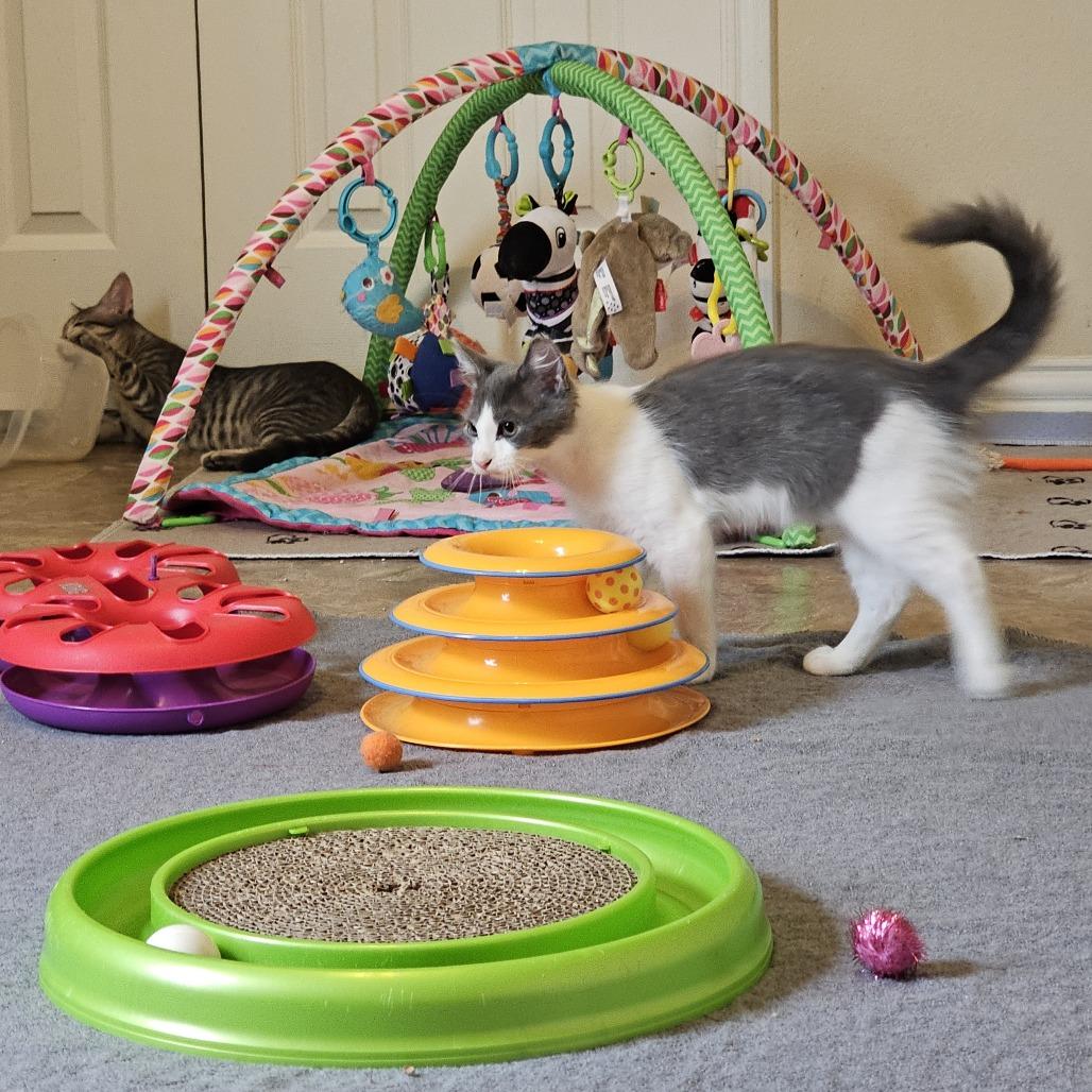 Enlarge Pandia, a Adoptable Domestic Short Hair in Leander, TX image 4/6