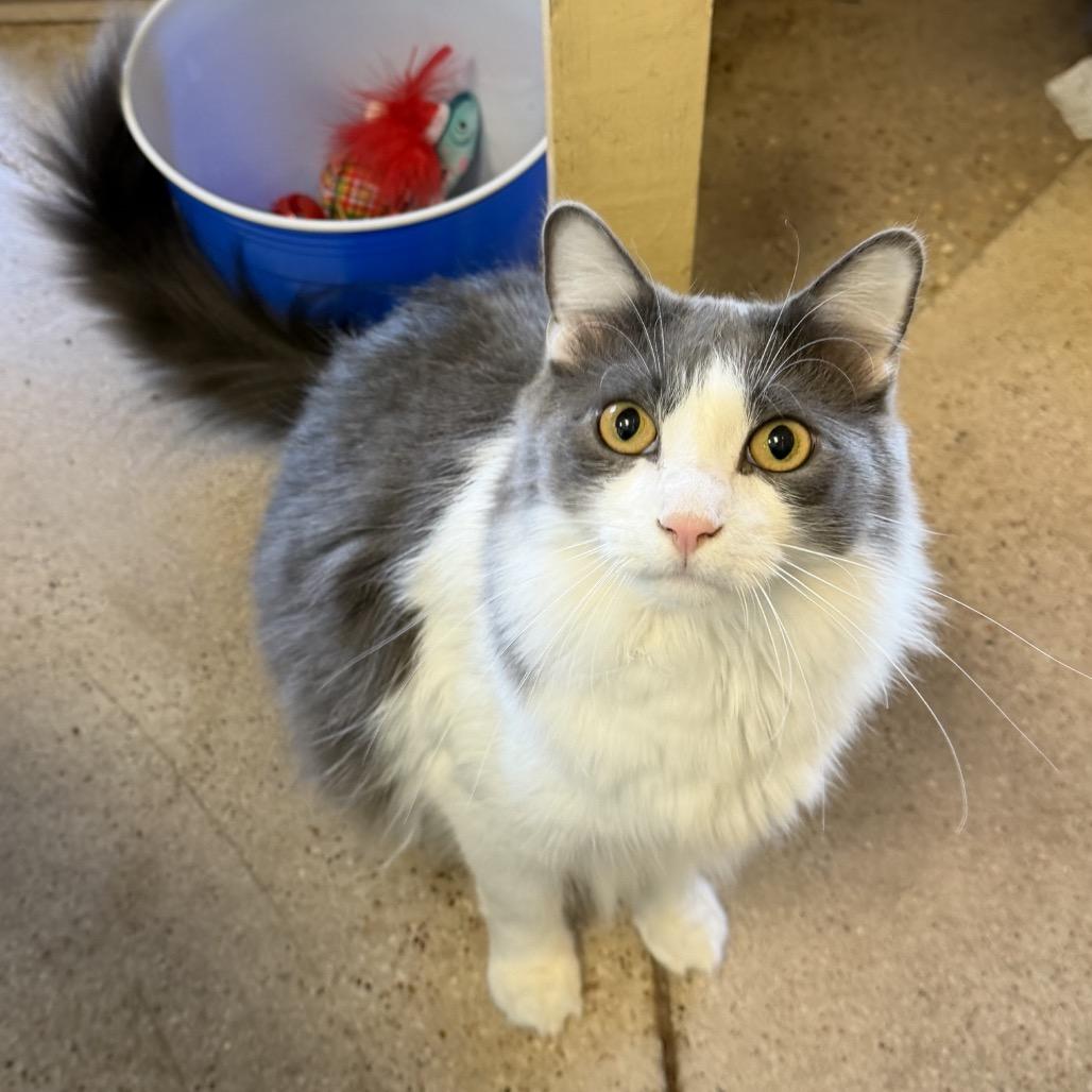 Pandia, a Adoptable Domestic Short Hair in Leander, TX image 4/6