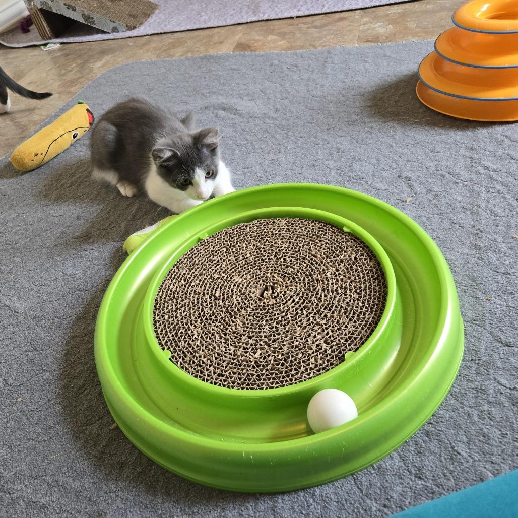 Enlarge Pandia, a Adoptable Domestic Short Hair in Leander, TX image 5/6