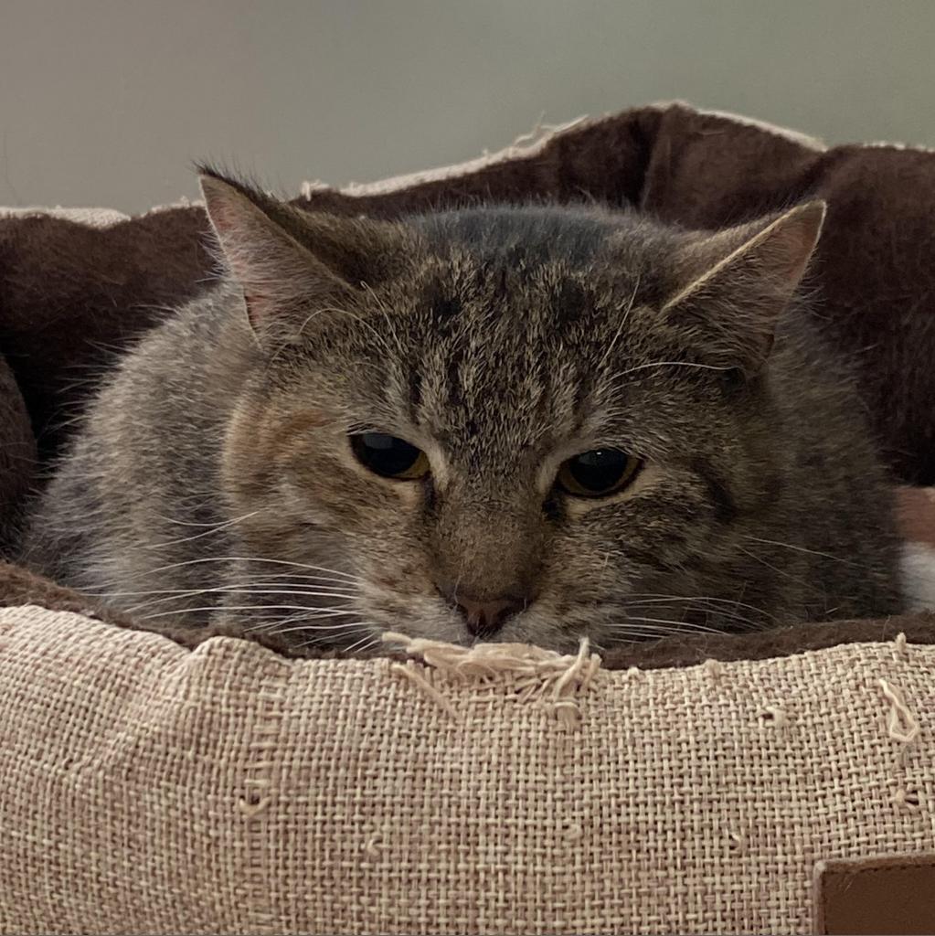 Enlarge Bocconcini #20-211, a Adoptable Domestic Short Hair in Branford, CT image 1/1