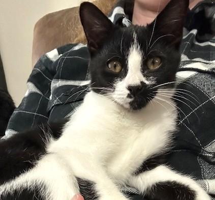 Enlarge Clark, an adopted Tuxedo in Bentonville, AR image 1/3