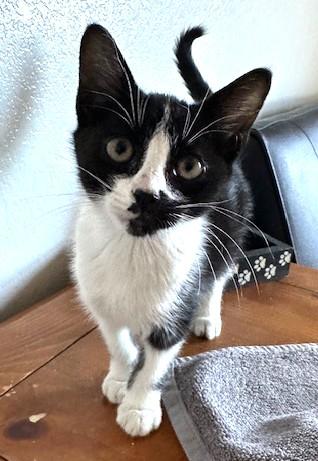 Enlarge Clark, an adopted Tuxedo in Bentonville, AR image 3/3