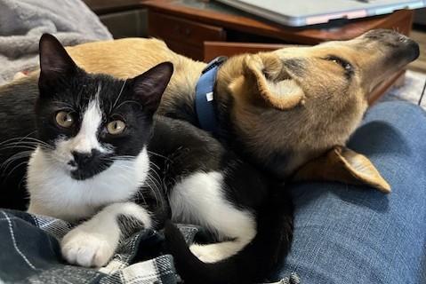 Enlarge Clark, an adopted Tuxedo in Bentonville, AR image 2/3