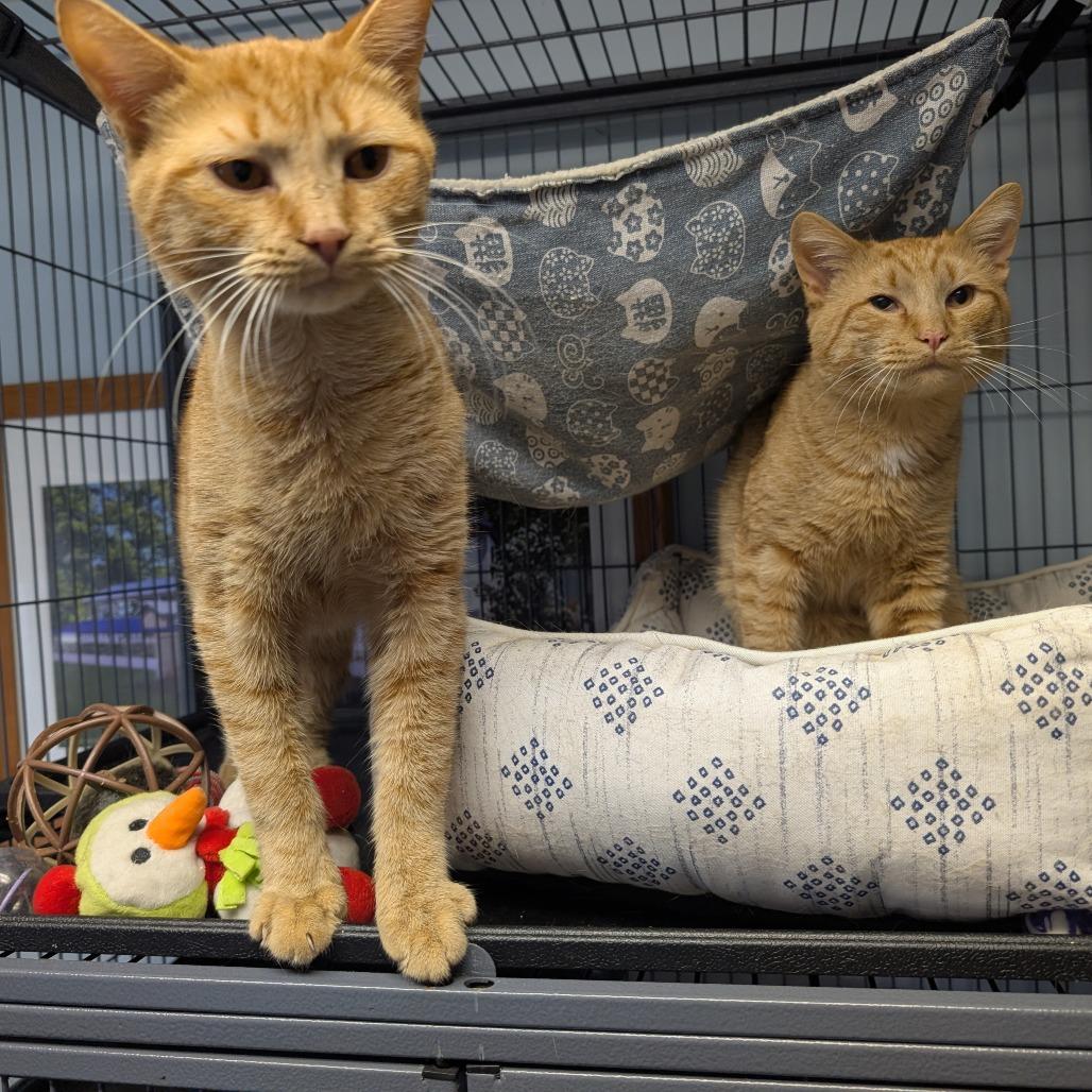 Enlarge Cheese, a Adoptable Domestic Short Hair in South Haven, MI image 1/1