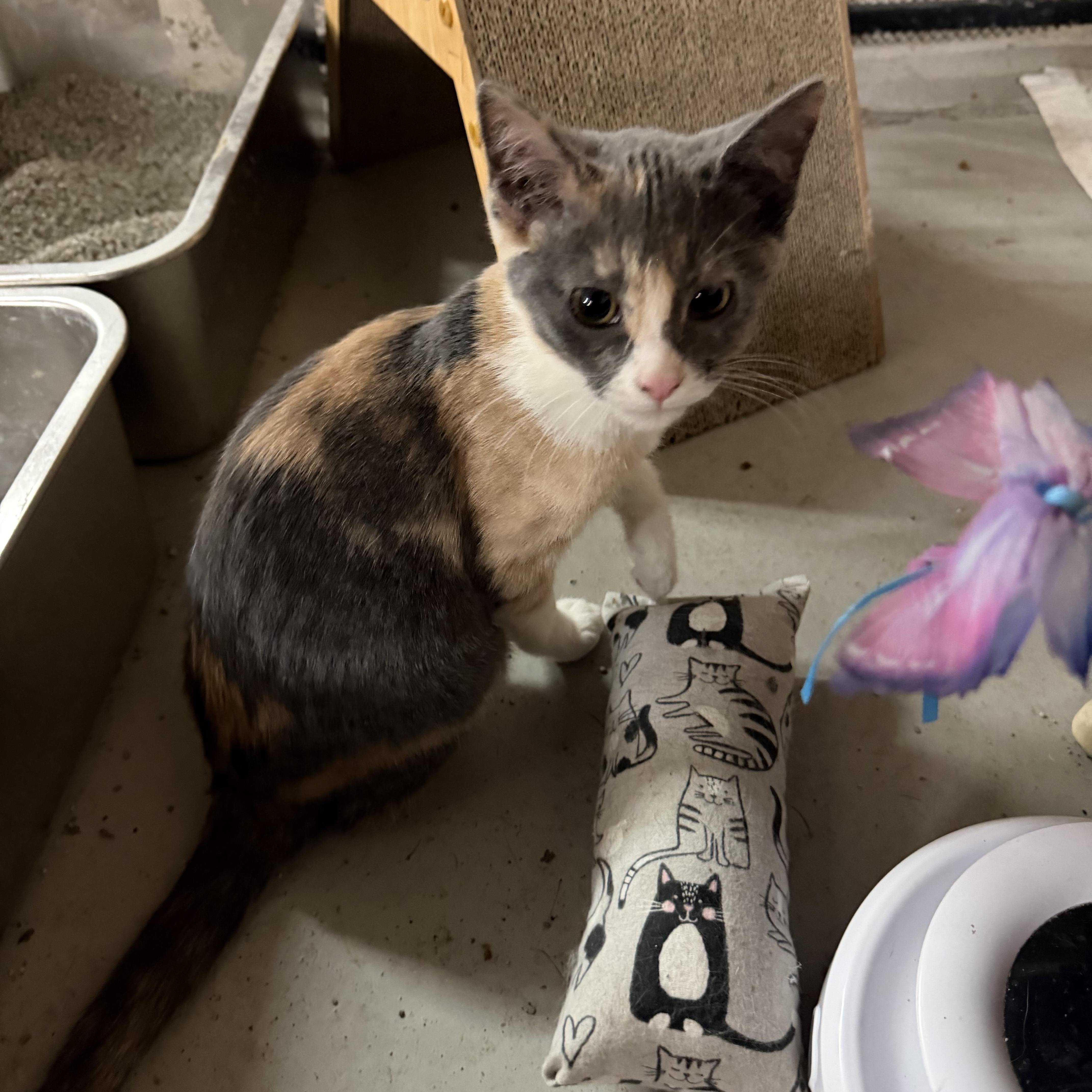 Marsh , ADOPTABLE, Young Female Calico.