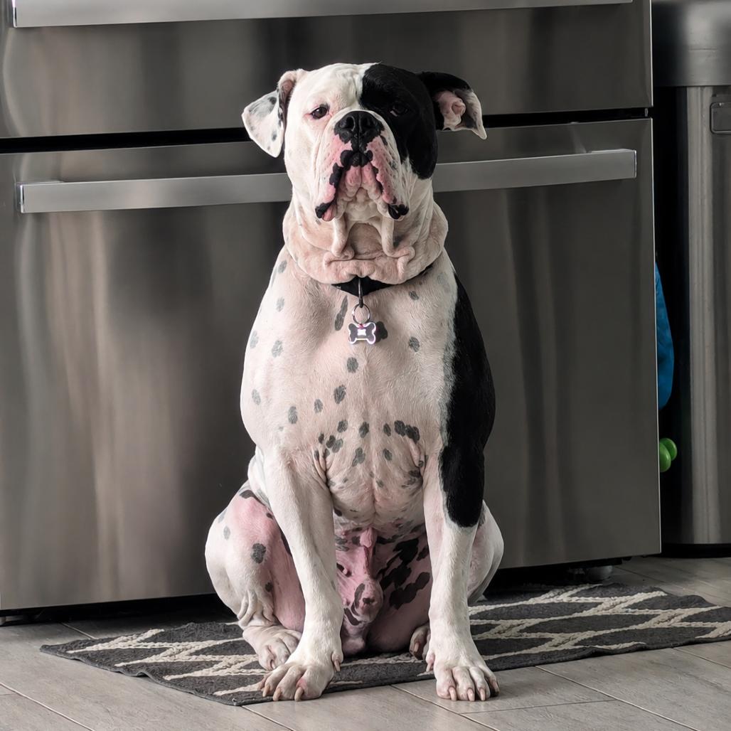 Enlarge Bishop Oreo, a Adoptable American Bulldog in Lutz, FL image 5/6
