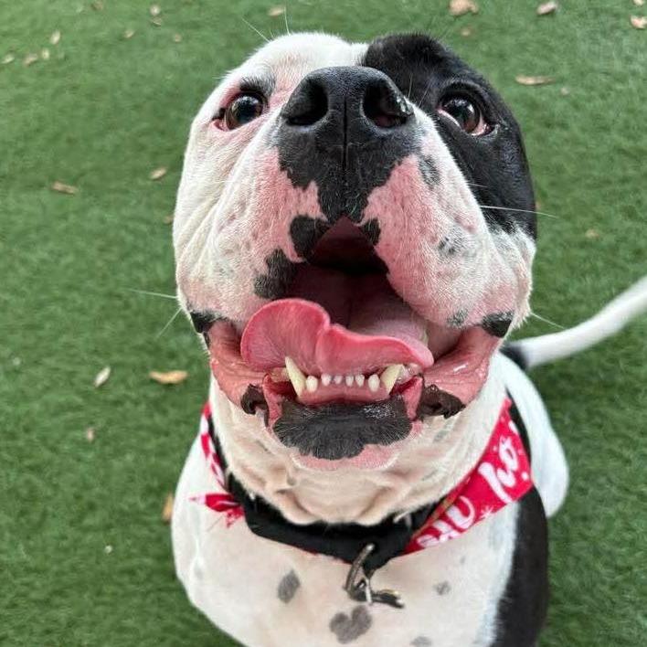 Bishop Oreo, Adoptable, Adult Male American Bulldog.