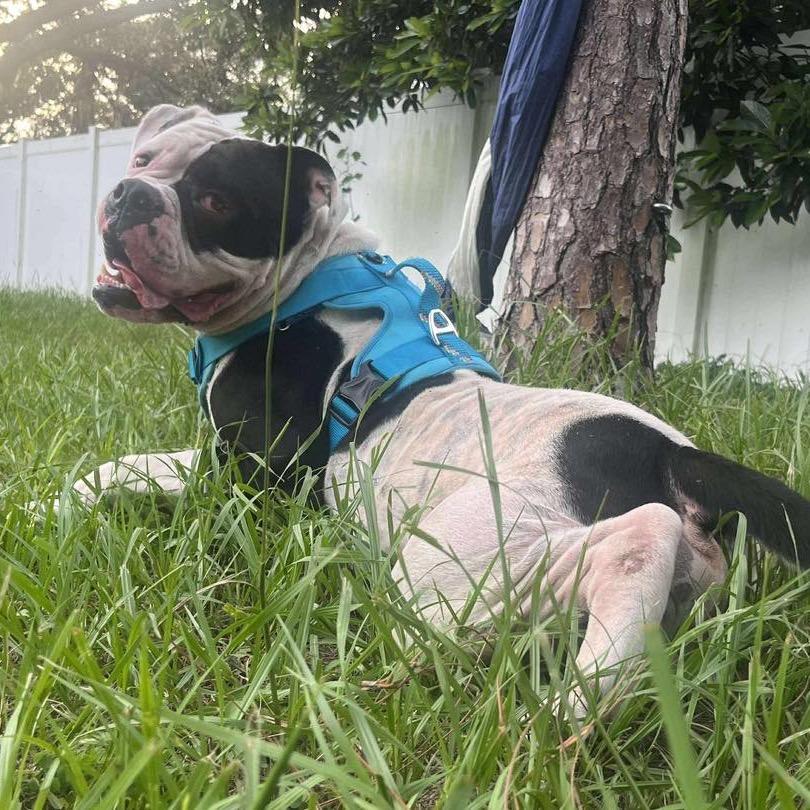 Bishop Oreo, Adoptable, Adult Male American Bulldog.