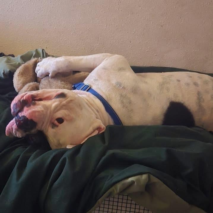 Enlarge Bishop Oreo, a Adoptable American Bulldog in Lutz, FL image 2/5