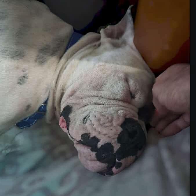 Enlarge Bishop Oreo, a Adoptable American Bulldog in Lutz, FL image 3/5