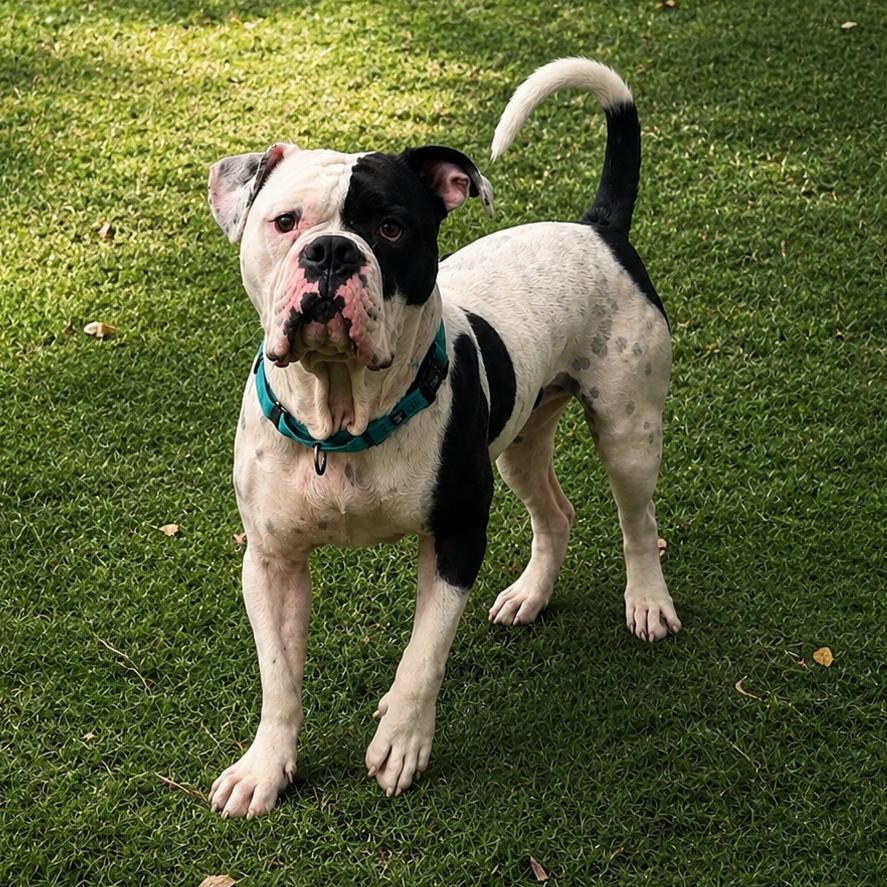 Enlarge Bishop Oreo, a Adoptable American Bulldog in Lutz, FL image 3/6