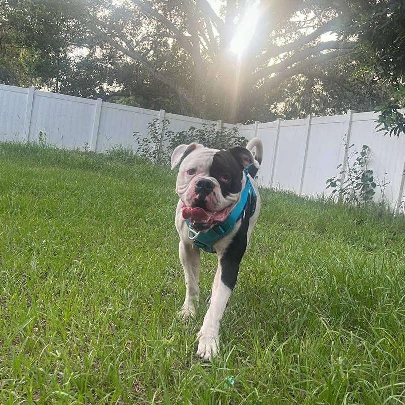 Enlarge Bishop Oreo, a Adoptable American Bulldog in Lutz, FL image 4/5