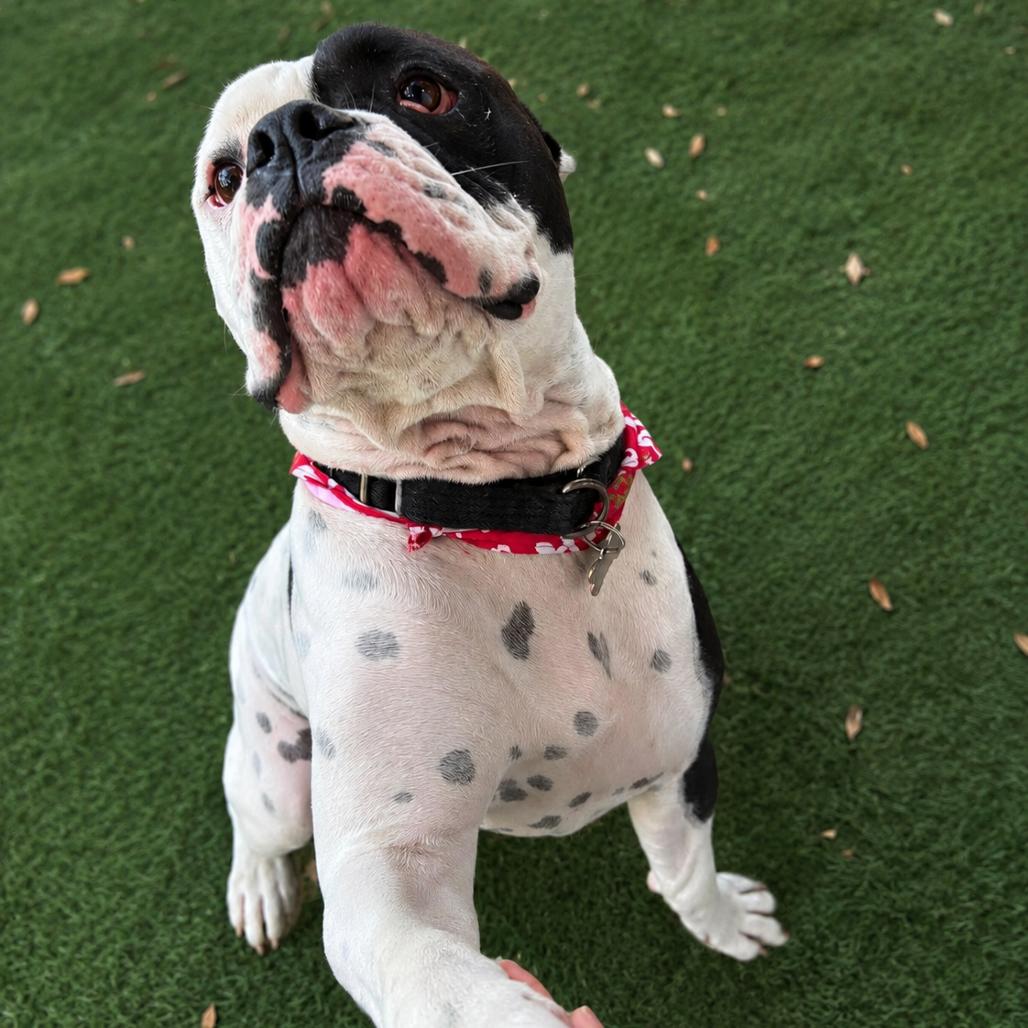 Enlarge Bishop Oreo, a Adoptable American Bulldog in Lutz, FL image 4/6