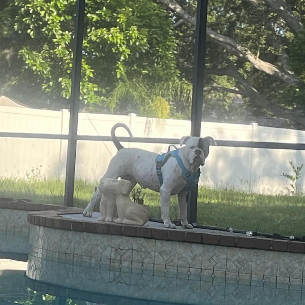 Enlarge Bishop Oreo, a Adoptable American Bulldog in Lutz, FL image 5/5