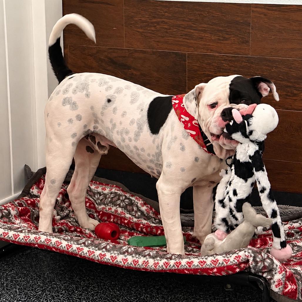 Enlarge Bishop Oreo, a Adoptable American Bulldog in Lutz, FL image 1/6