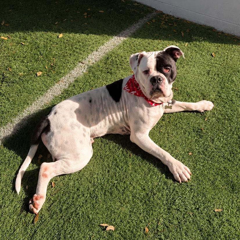 Enlarge Bishop Oreo, a Adoptable American Bulldog in Lutz, FL image 5/6