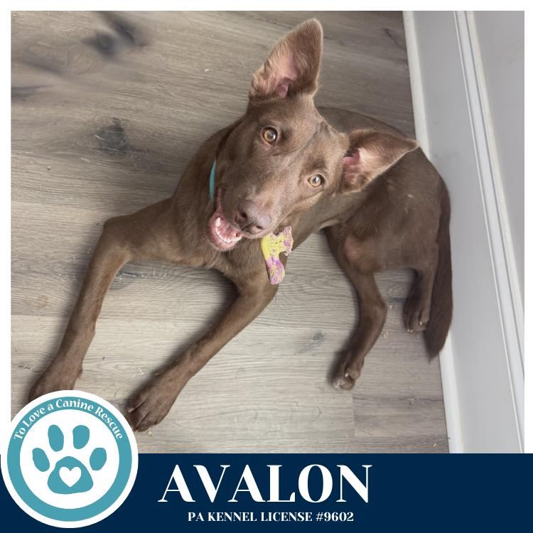 Avalon (Jersey Shore Pup) 040426, Adoptable, Young Female Labrador Retriever & Husky.