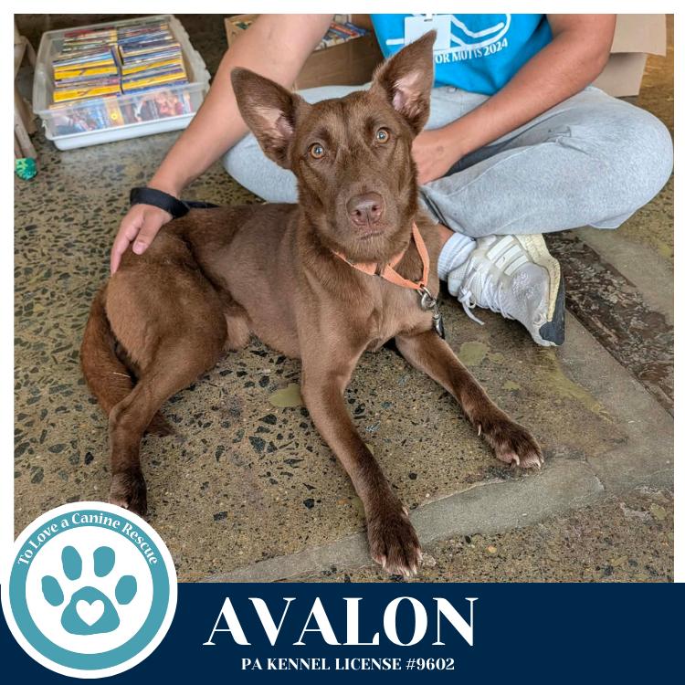 Enlarge Avalon (Jersey Shore Pup) 040426, a Adoptable mixed breed in Kimberton, PA image 2/4