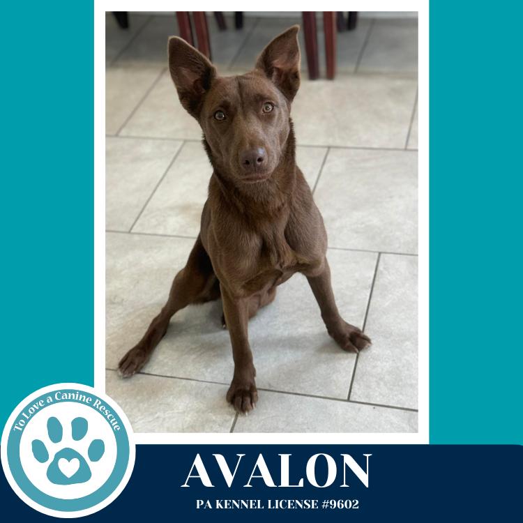 Enlarge Avalon (Jersey Shore Pup) 040426, a Adoptable mixed breed in Kimberton, PA image 3/4