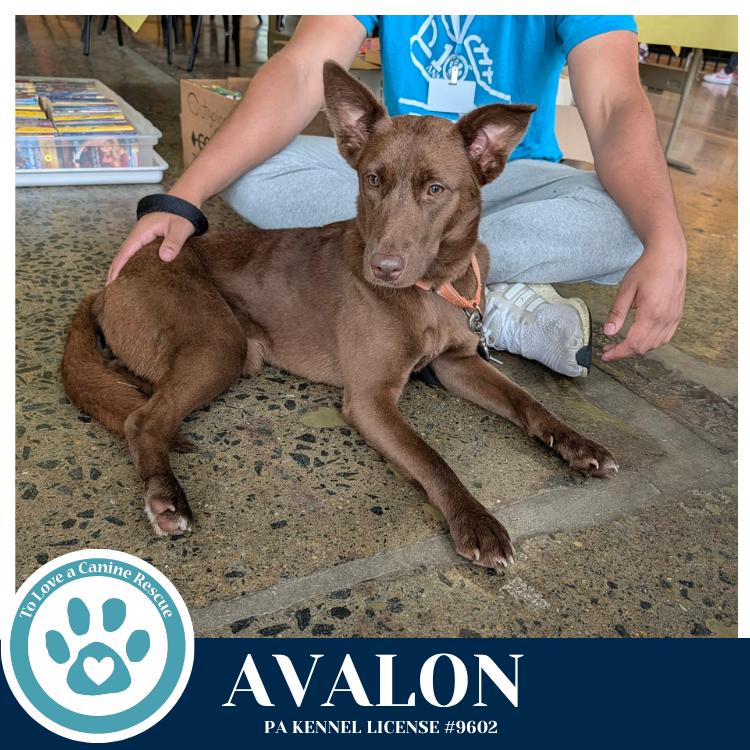 Enlarge Avalon (Jersey Shore Pup) 040426, a Adoptable mixed breed in Kimberton, PA image 4/4