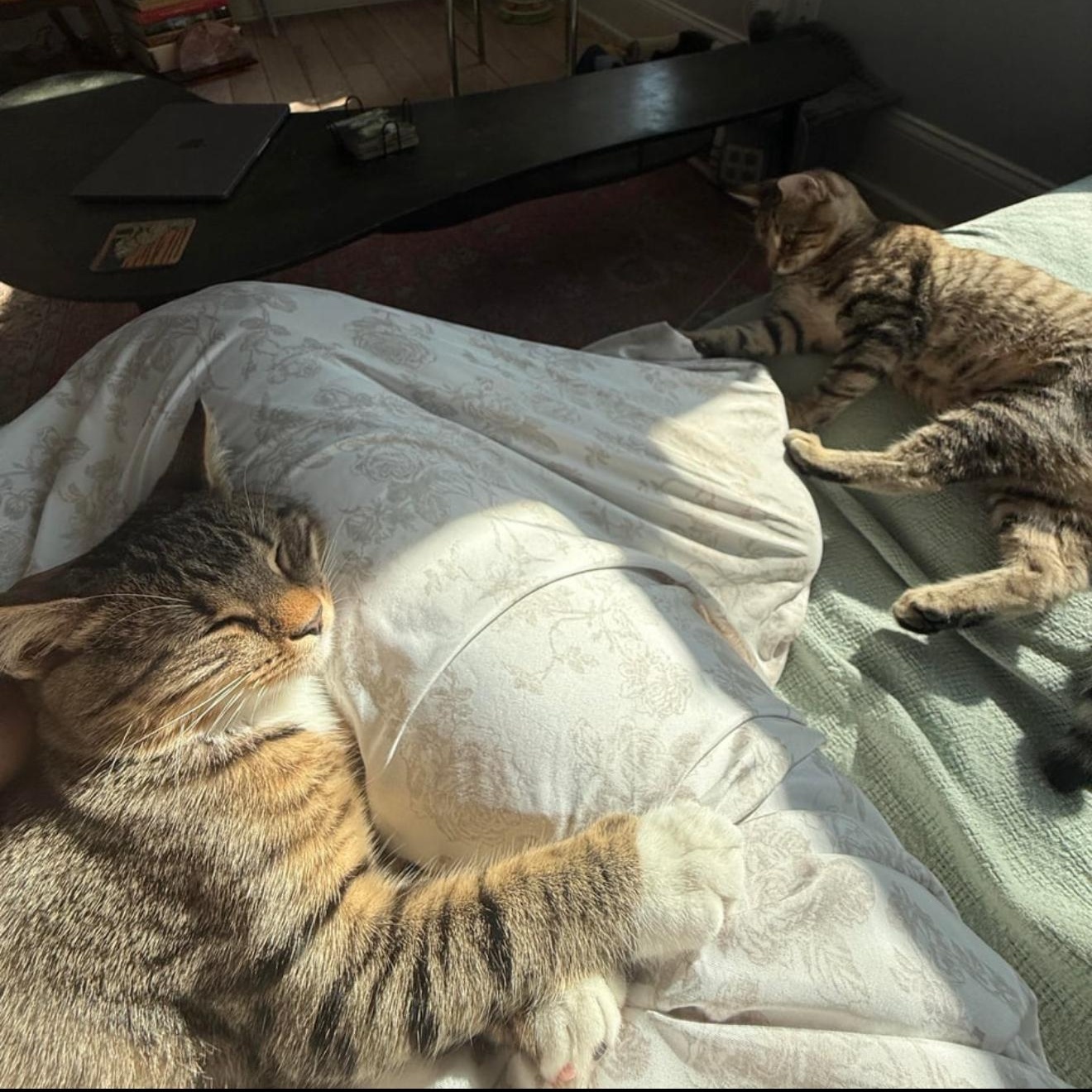 Sugar Rush & Sweet Tooth, Adopted, Young Male Domestic Short Hair.