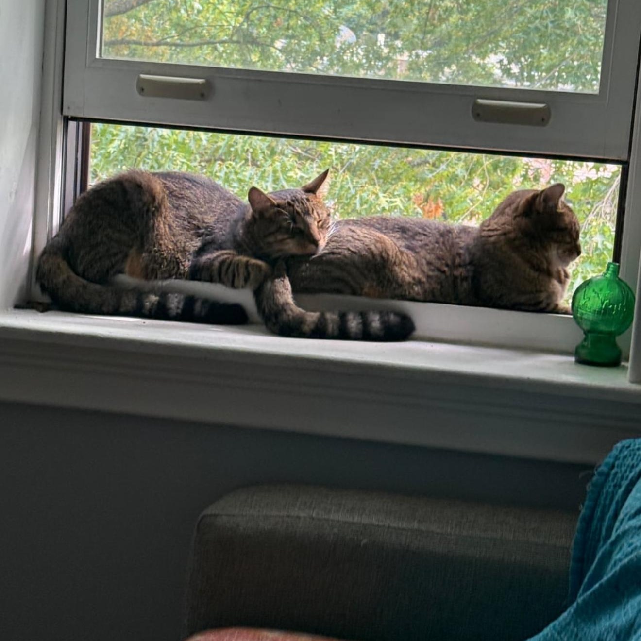 Enlarge Sugar Rush & Sweet Tooth, a Adopted Domestic Short Hair in Brooklyn, NY image 2/5