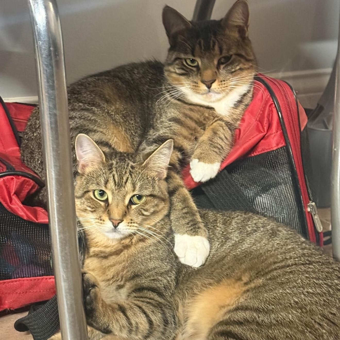 Enlarge Sugar Rush & Sweet Tooth, a Adopted Domestic Short Hair in Brooklyn, NY image 4/5