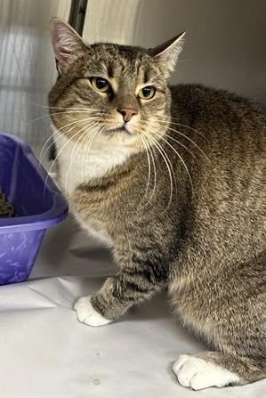 Enlarge Mittens- #49780, a ADOPTABLE Domestic Short Hair in Columbia, MD image 1/1