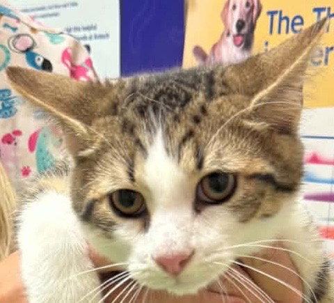 MUSHROOM, Adoptable, Kitten Male Domestic Short Hair.