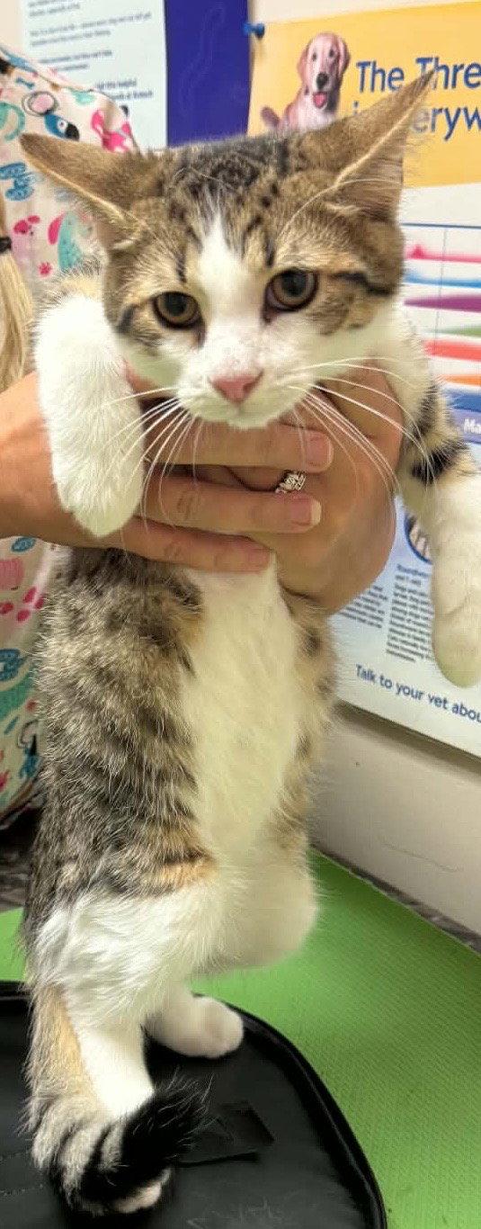 Enlarge MUSHROOM, a Adoptable Domestic Short Hair in Minesing, ON image 2/3