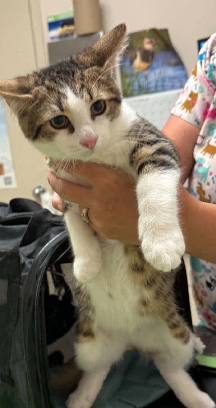 Enlarge MUSHROOM, a Adoptable Domestic Short Hair in Minesing, ON image 3/3