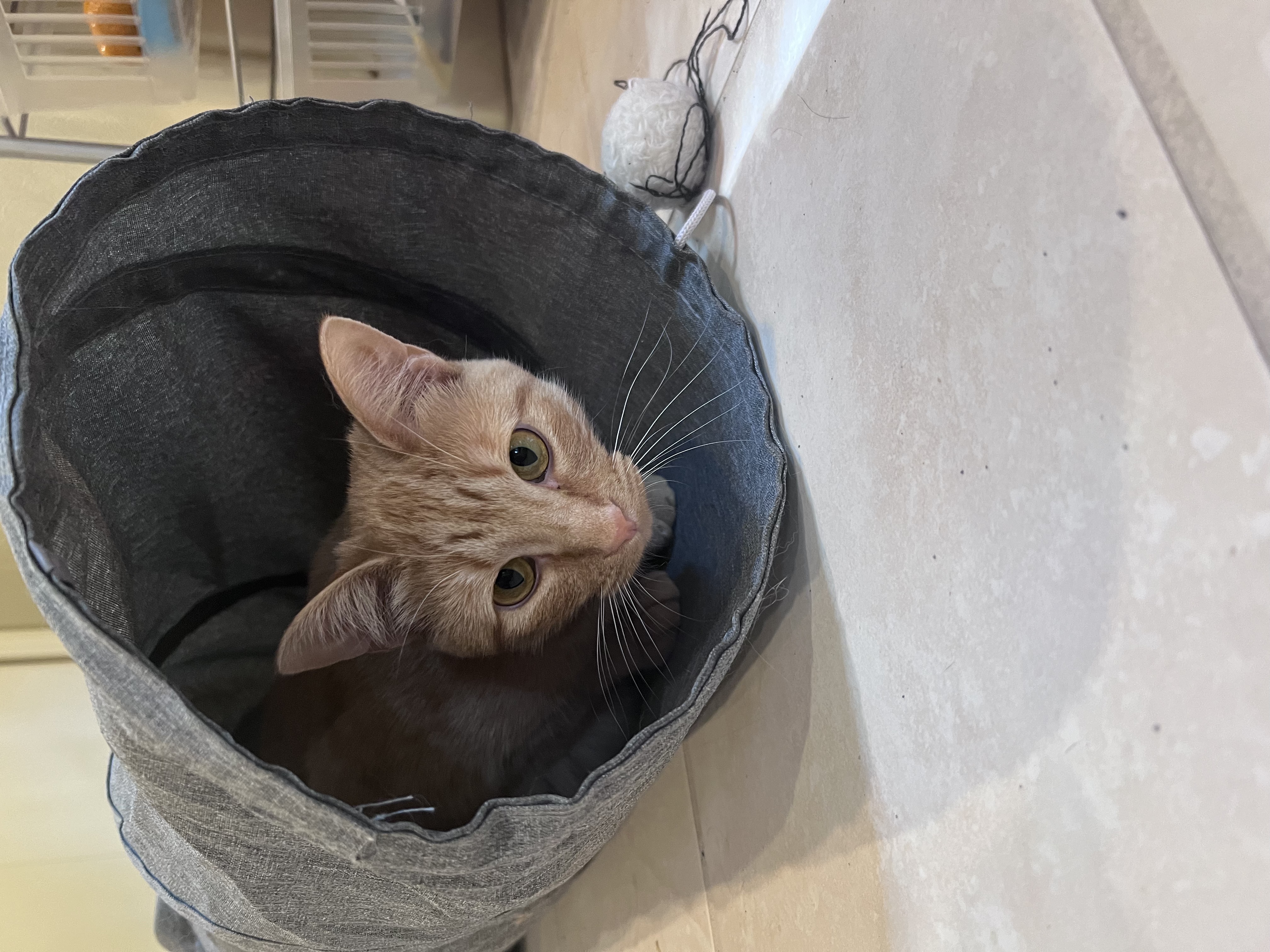 Donna, a Adoptable Domestic Short Hair in Anoka, MN image 1/4