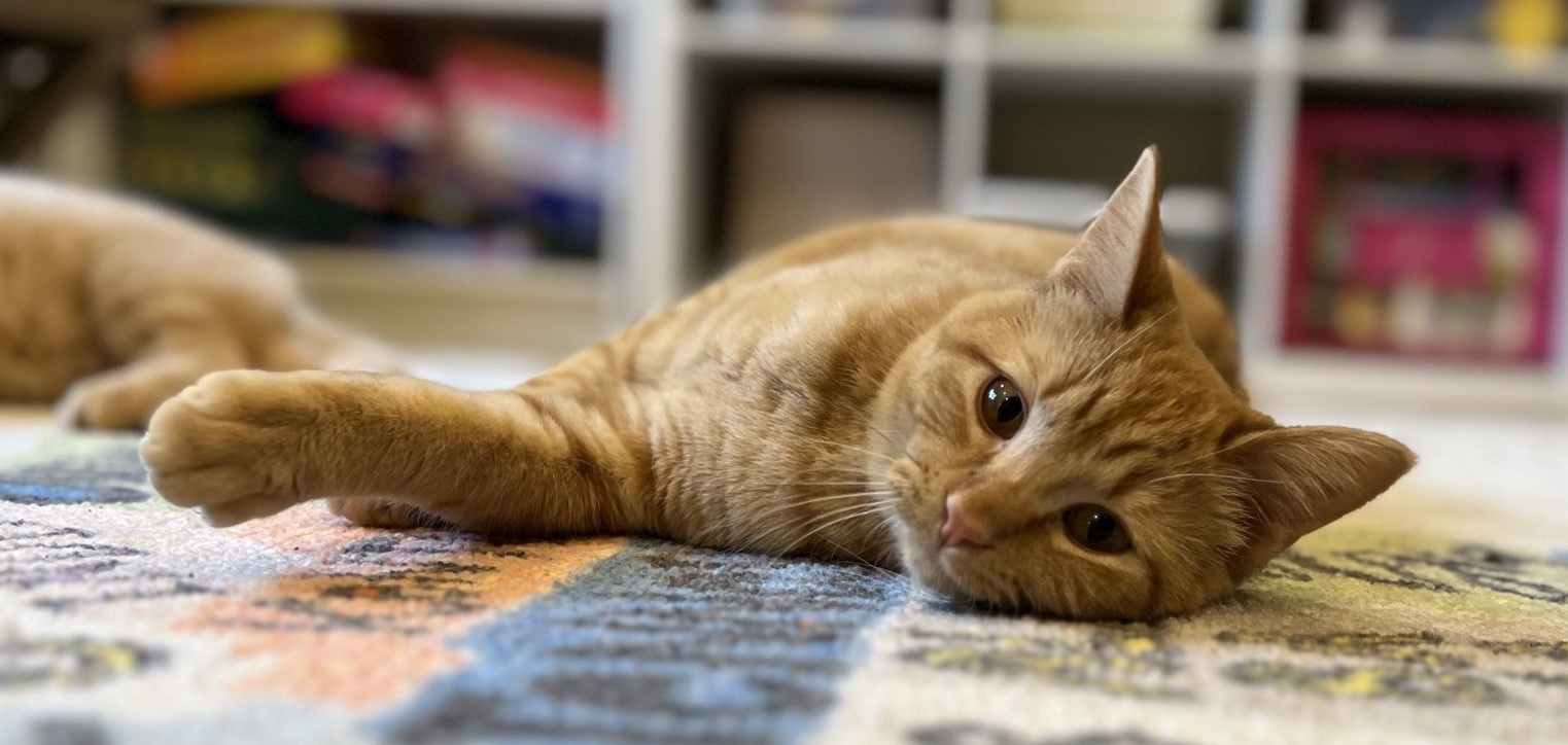 Donna, a Adoptable Domestic Short Hair in Anoka, MN image 2/4