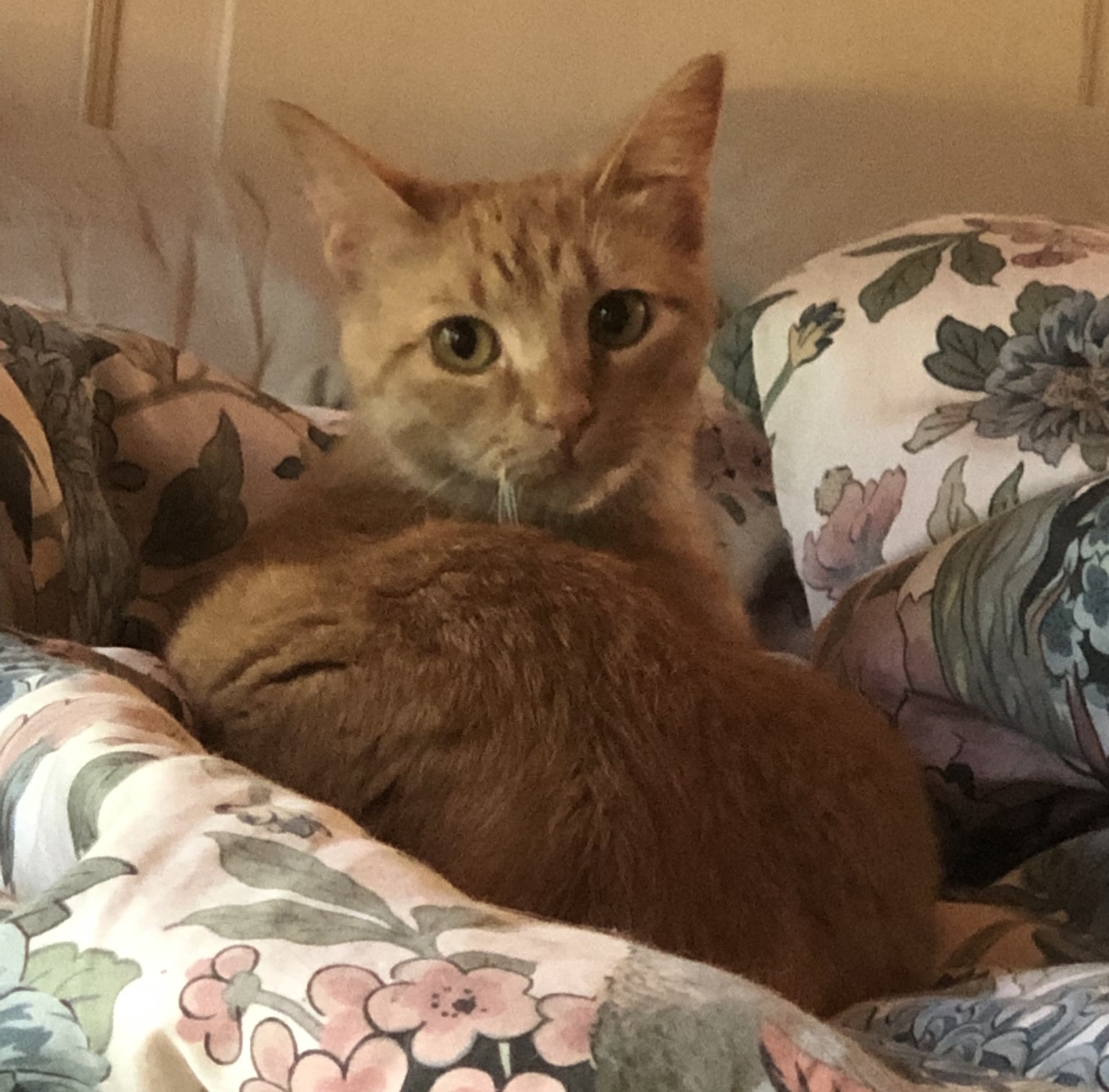 Donna, a Adoptable Domestic Short Hair in Anoka, MN image 3/4