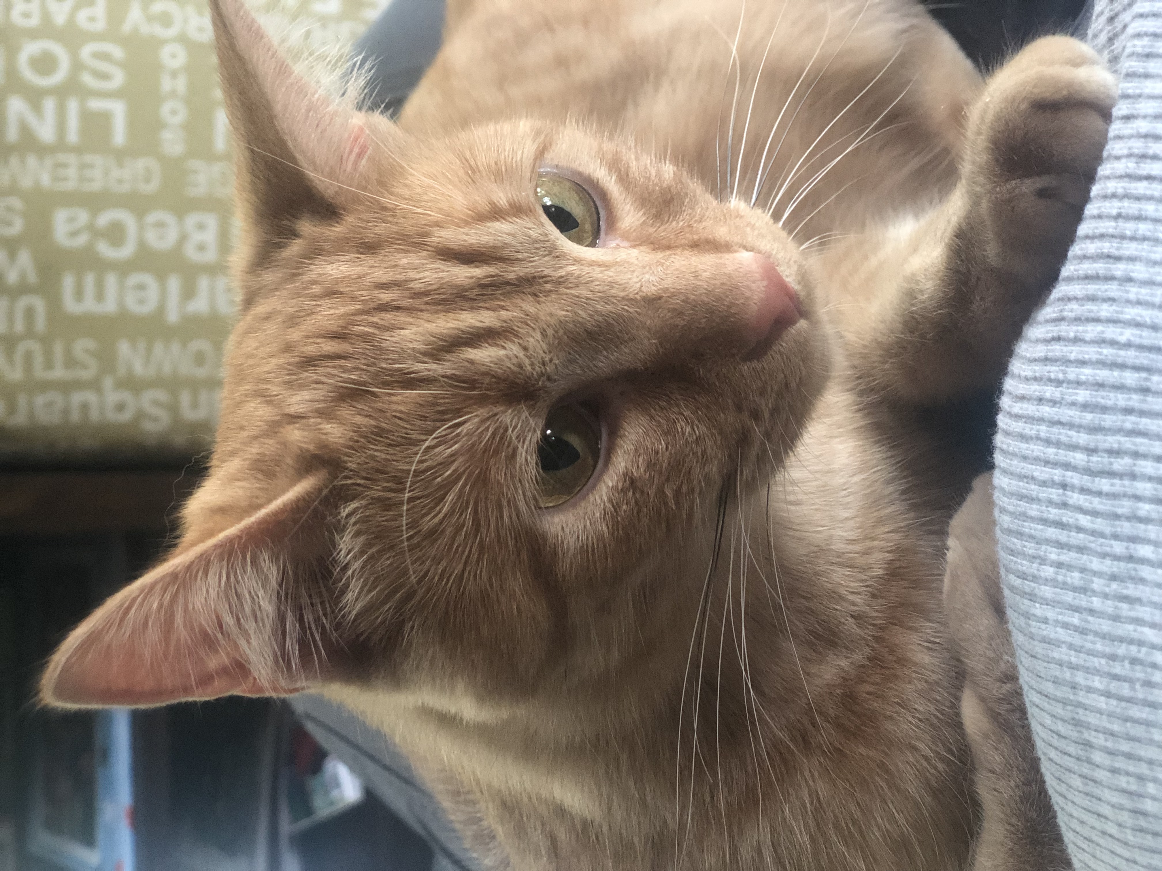 Donna, a Adoptable Domestic Short Hair in Anoka, MN image 4/4