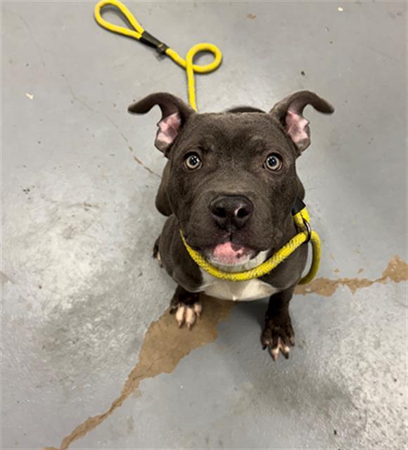 GRAPE JELLY, Adoptable, Young Male Pit Bull Terrier.