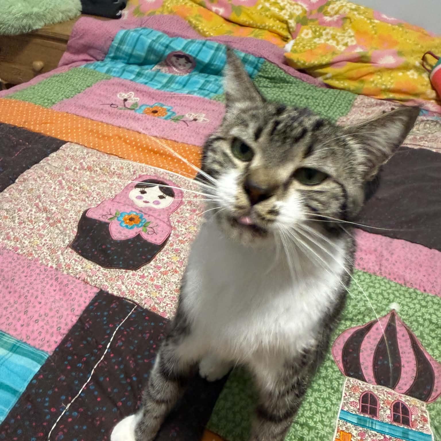 Agatha (f) 2yrs tabby/white, an adopted Domestic Short Hair in Ottawa, ON image 2/6