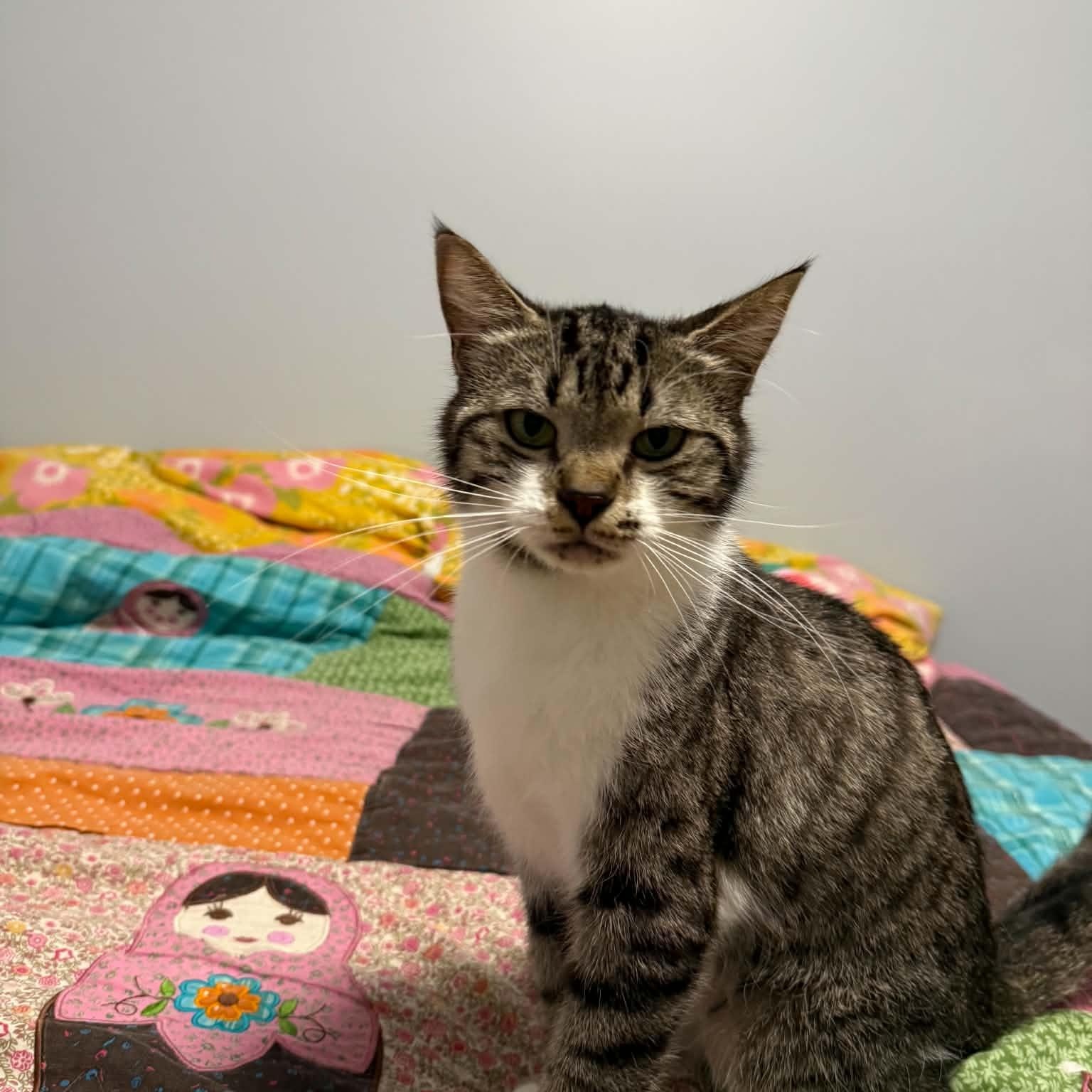Agatha (f) 2yrs tabby/white, an adopted Domestic Short Hair in Ottawa, ON image 4/6