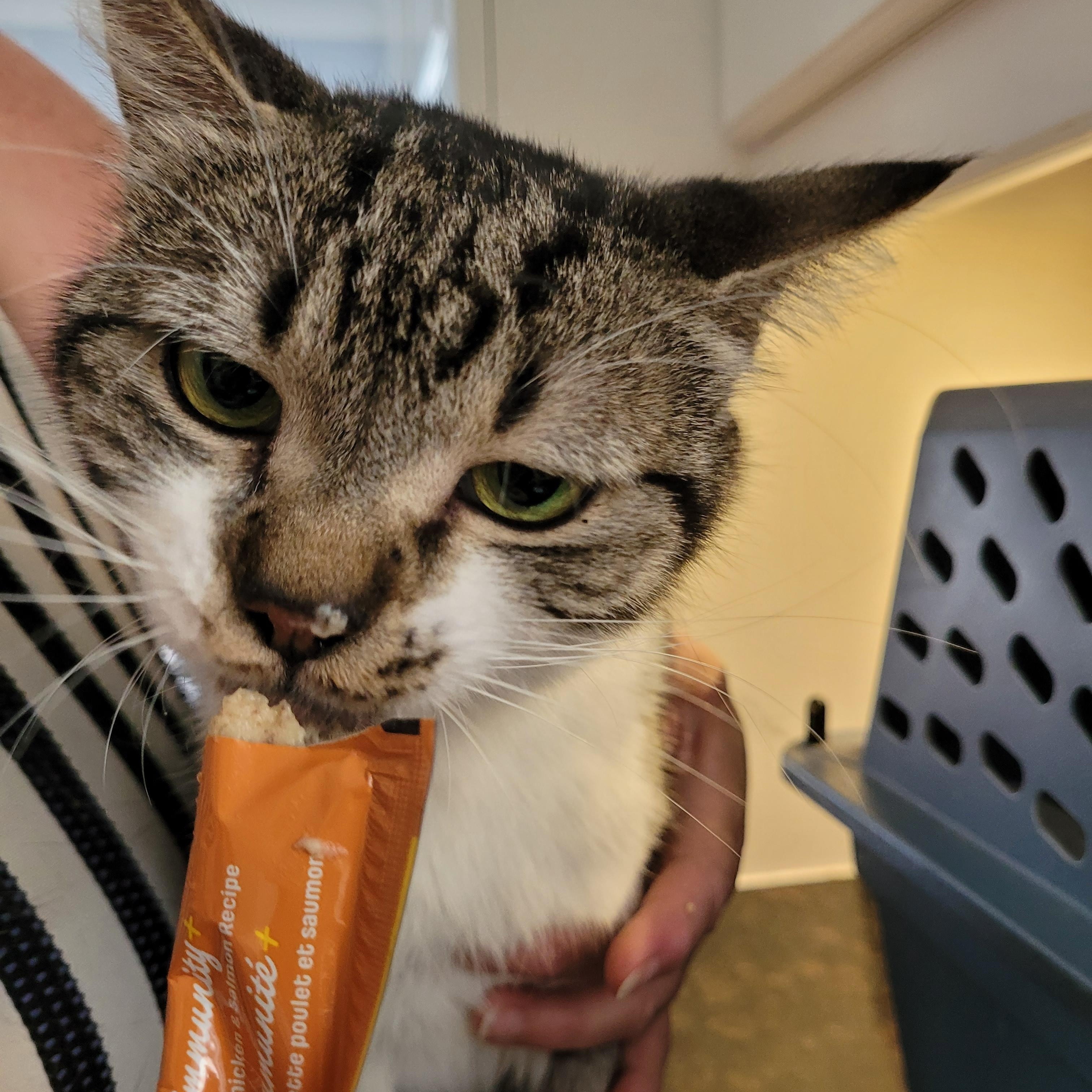 Agatha (f) 2yrs tabby/white, an adopted Domestic Short Hair in Ottawa, ON image 3/6
