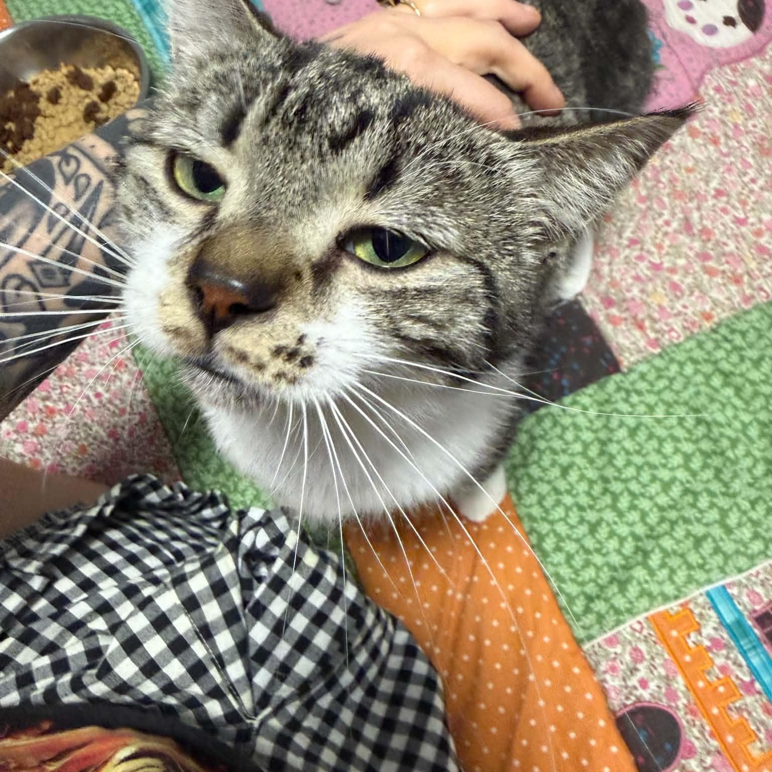 Agatha (f) 2yrs tabby/white, an adopted Domestic Short Hair in Ottawa, ON image 5/6