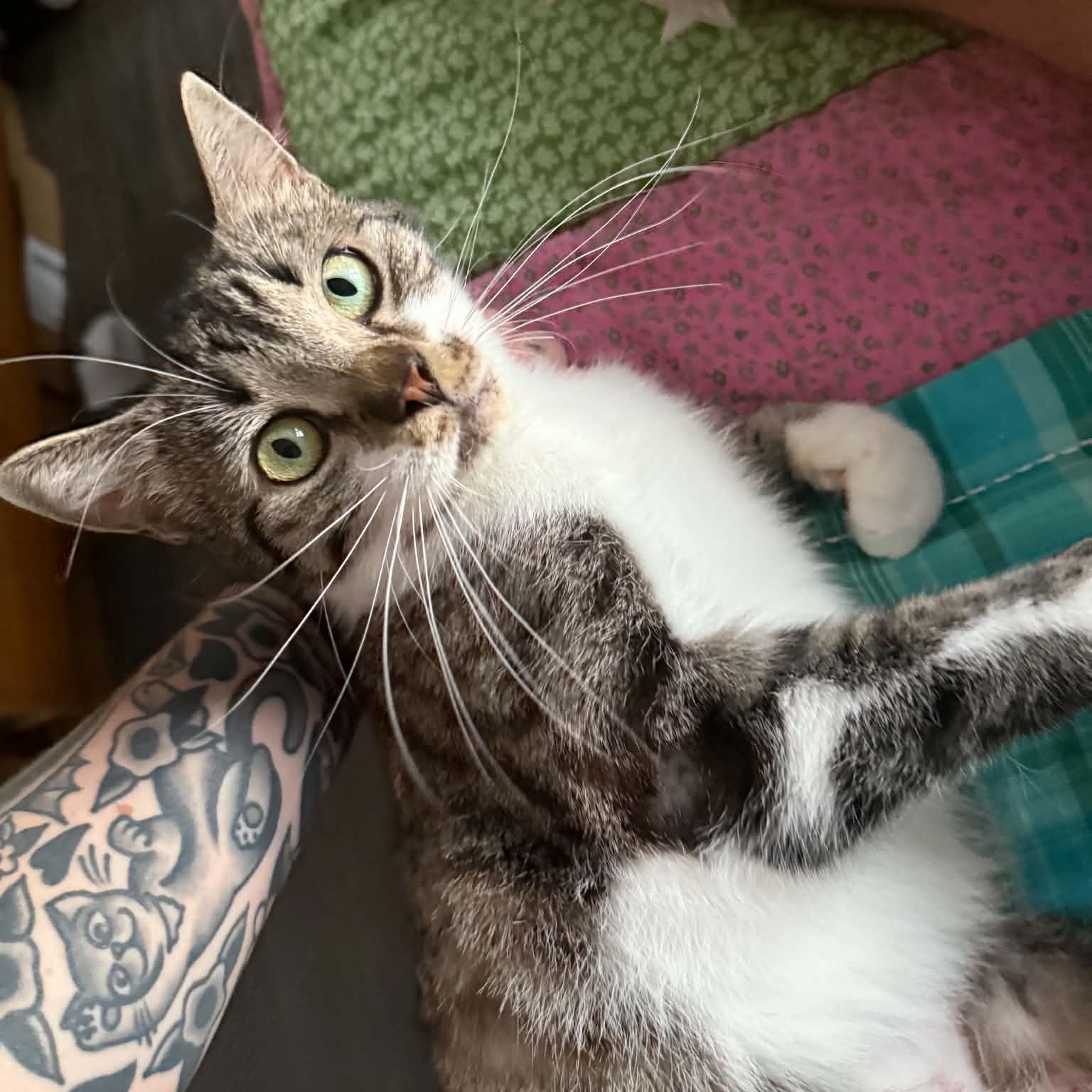 Agatha (f) 2yrs tabby/white, an adopted Domestic Short Hair in Ottawa, ON image 1/6