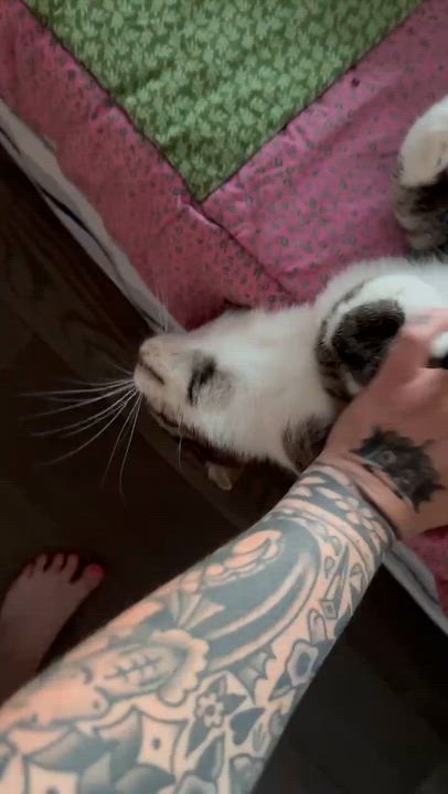 Enlarge Agatha (f) 2yrs tabby/white, an adopted Domestic Short Hair in Ottawa, ON video 6/6